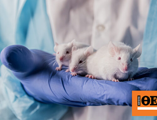 Ερευνητές κατάφεραν να αναζωογονήσουν το ανοσοποιητικό σύστημα σε ηλικιωμένα ποντίκια